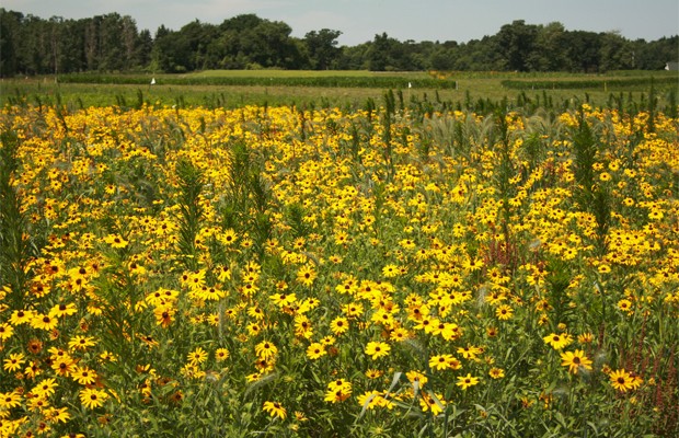 Cultivo de girassóis para produzir biocombustível (Foto: Divulgação/Universidade do Estado de Michigan)